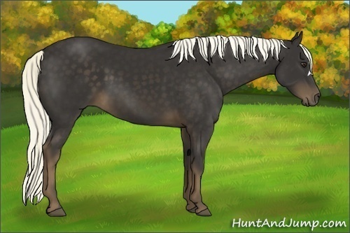 Horse Color:Liver Chestnut 