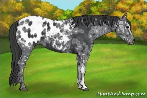 Horse Color:Black Ice Appaloosa