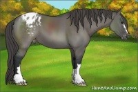 Horse Color:Grullo Appaloosa 