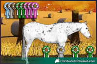 Horse Color:White Spotted Black Sabino