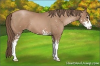 Horse Color:Black Pearl Sabino