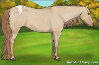 Horse Color:Red Dun Appaloosa