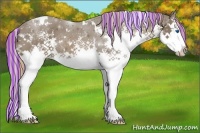 Horse Color:Painted White Spotted Liver Chestnut Splash 