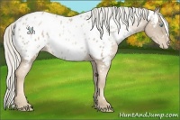 Horse Color:White Spotted Chocolate Palomino Pearl Sabino Appaloosa 