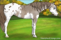 Horse Color:Liver Chestnut Sabino Splash Varnish 