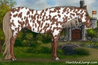 Horse Color:Chestnut Near Leopard
