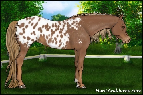 Horse Color:Chestnut Blanket