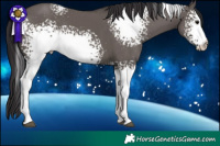 Horse Color:White Spotted Smoky Grullo Rabicano 