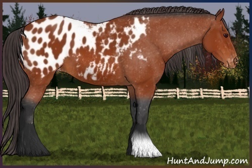 Horse Color:Bay Appaloosa