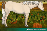 Horse Color:Red Dun Mushroom 