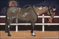 Horse Color:White Spotted Bay Dun Appaloosa 