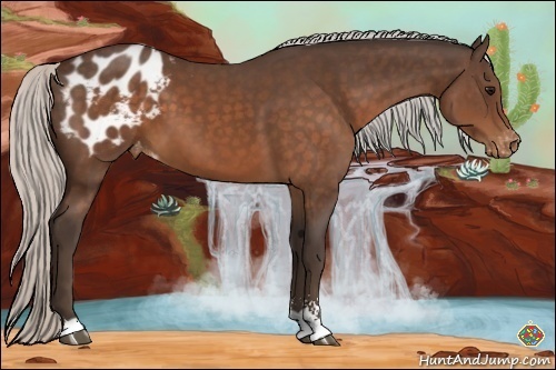 Horse Color:Silver Brown Sabino Appaloosa 