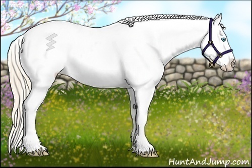 Horse Color:Perlino Appaloosa 