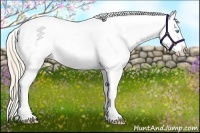 Horse Color:Perlino Near Leopard