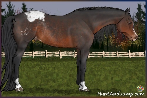 Horse Color:Brown Sabino Appaloosa Rabicano 