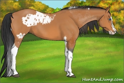 Horse Color:Bay Splash Tobiano Varnish and Bay Splash Tobiano