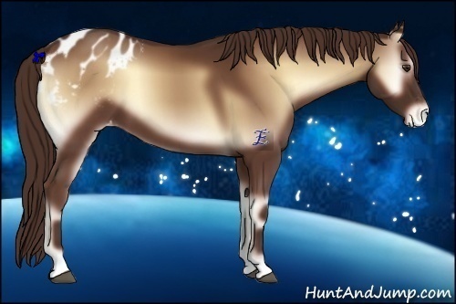 Horse Color:Red Onyx Appaloosa