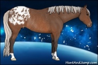 Horse Color:Silver Brown Appaloosa Rabicano 