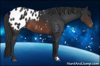 Horse Color:Brown Appaloosa 