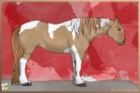 Horse Color:Red Dun Tobiano