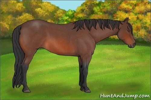 Horse Color:Bay Roan 