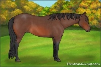 Horse Color:Bay Roan