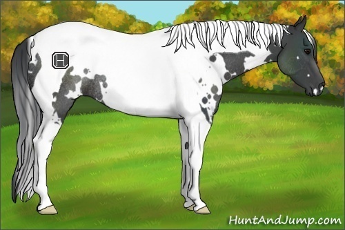Horse Color:White Spotted Black Tobiano Rabicano 