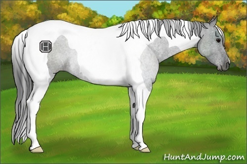 Horse Color:Blue Roan Tobiano Rabicano 