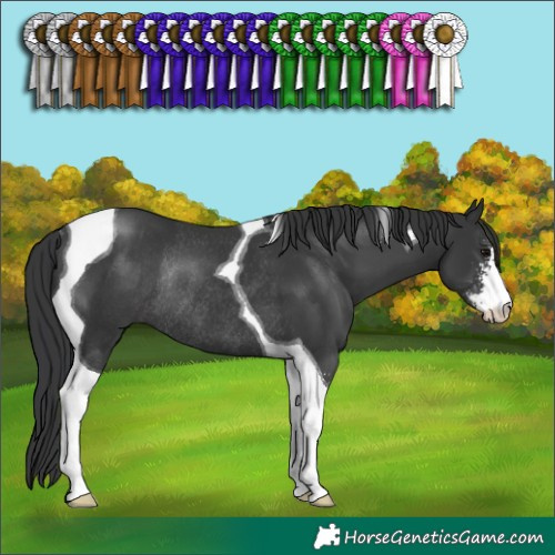 Horse Color:Black Sabino Tobiano Rabicano 