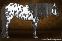 Horse Color:Smoky Black Appaloosa Rabicano 