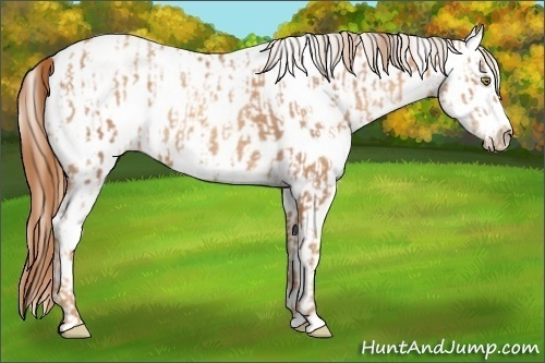 Horse Color:Gold Champagne Appaloosa and Gold Champagne Appaloosa