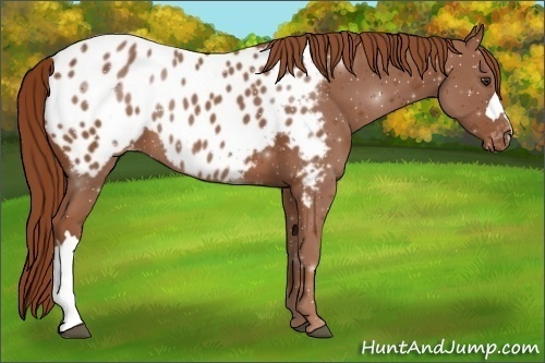 Horse Color:Chestnut Appaloosa 