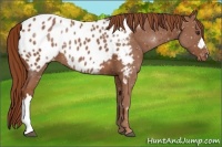 Horse Color:Chestnut Appaloosa