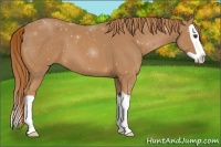 Horse Color:Chestnut Splash 