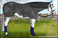 Horse Color:Black Splash