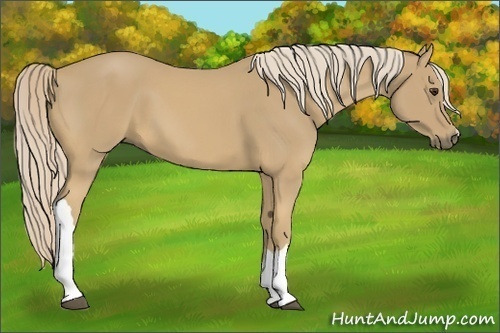 Horse Color:Palomino 