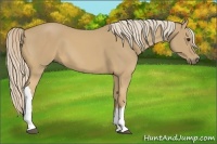 Horse Color:Palomino