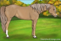 Horse Color:Palomino Sabino 