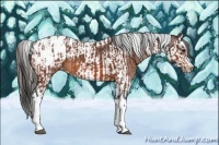 Horse Color:Bay Splash Tobiano Appaloosa  and Bay Splash Tobiano Frame Appaloosa 
