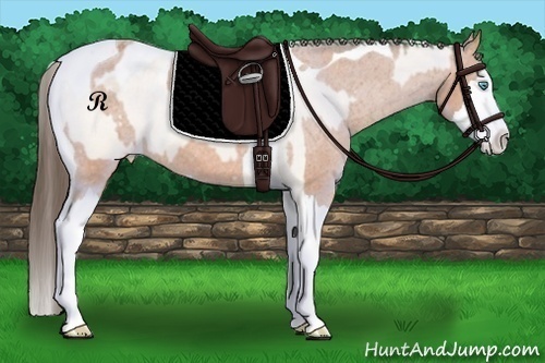 Horse Color:Perlino Splash Tobiano Appaloosa  and Bay Splash Tobiano Appaloosa 