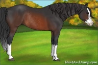Horse Color:Brown Sabino Splash Rabicano 