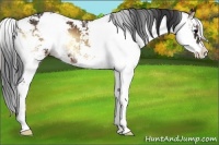 Horse Color:Brown Onyx Sabino 
