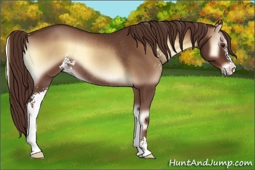 Horse Color:Red Onyx Sabino Rabicano 