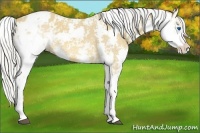 Horse Color:Silver Bay Sabino Splash