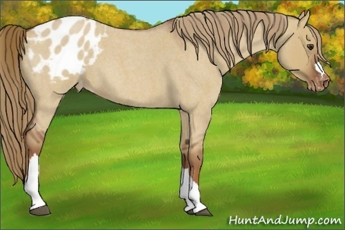 Horse Color:Red Dun Roan Varnish 