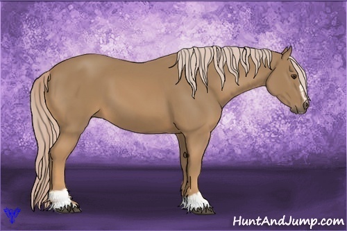 Horse Color:Palomino Sabino