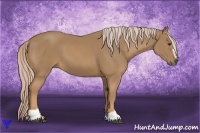 Horse Color:Palomino Sabino