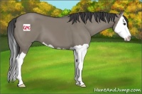 Horse Color:Smoky Grullo Splash 