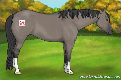 Horse Color:Grullo