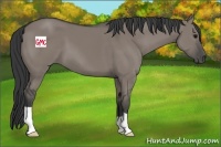 Horse Color:Grullo